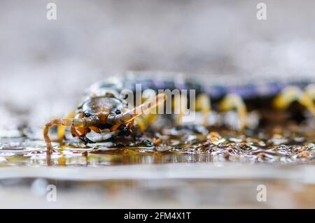 Braune riesige Tausendfüßler-Scolopendra-Subspinipes Stockfoto