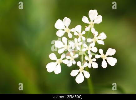 Makro-Nahaufnahme einer Dolde aus weißen Blüten der KuhPetersilie (Anthriscus sylvestris) Stockfoto