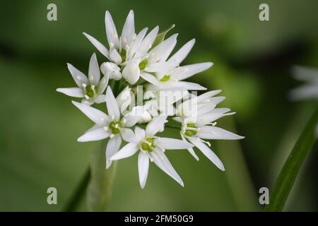 Die Blüten des wilden Knoblauchs, auch bekannt als Ramsons und Bärlauch (Allium ursinum) Stockfoto