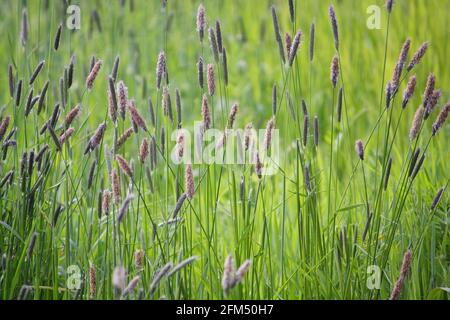 Alopecurus pratensis, auch bekannt als Wiesenfoxtail oder Feldfoxtail, ein Gras mit violett gefärbten Blütenspitzen Stockfoto