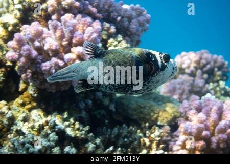 Tropische Fische im Ozean. Maskierter Puffer. Hässlicher Kugelfisch im Roten Meer in der Nähe des Korallenriffs. Ungewöhnliche tropische helle Fische im blauen Ozean Lagunenwasser. Unter Stockfoto