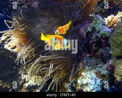 Zwei orangefarbene Clownfische (Anemonfische) in einer weichen Koralle. Paar hell gestreifte tropische Meeresfische in natürlichem Lebensraum im Roten Meer, Ägypten. Tolle s Stockfoto