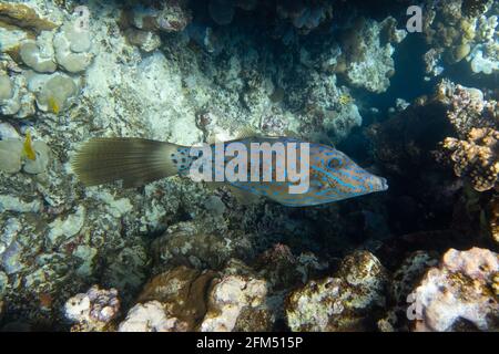 Farbenfrohe, gekritzelte Filefische (aluterus scriptus, kritzelte Lederjacke, Broomtail), die in tropischen Gewässern, im Roten Meer und in Ägypten schwimmen. Ungewöhnlicher Fisch i Stockfoto