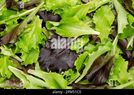 Frisch gepflückter loser Blattsalat, roter und grün blättriger Pflucksalat, Nahaufnahme von oben. Auch bekannt als Pick- oder Looseleaf-Salat, der für Salate verwendet wird. Stockfoto