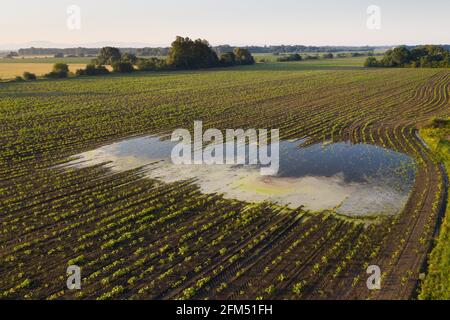 Ländliche Szene mit einem überfluteten Feld im Sommer Natur von Drohne. Stockfoto