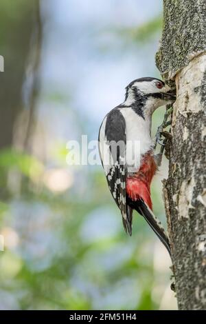 Fütterungszeit für die Küken, Kunstporträt des Buntspecht-Weibchen auf dem Nest (Dendrocopos major) Stockfoto