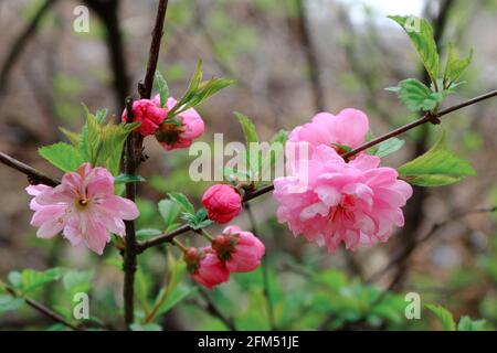 Louiseania oder Prunus triloba. Leuchtend rote Blüten der Luiseania, die auf einem verschwommenen Hintergrund auch als Sibra-Kirsche bekannt ist. Selektiver Fokus. Stockfoto