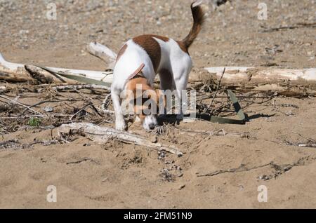 Ein weißer Hund mit braunen Flecken auf einer Leinenleine schnüffelt an einer Holzblockade, die teilweise mit Steinen und Sand bedeckt ist. Selektiver Fokus. Stockfoto