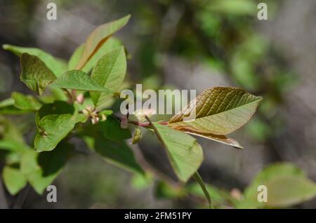 Ein Zweig mit jungen, farbenfrohen Frühlingsblättern unter dem Sonnenlicht auf einem verschwommenen Frühlingshintergrund. Selektiver Fokus. Geringe Schärfentiefe. Stockfoto