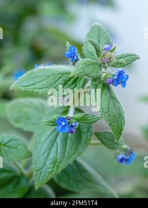 Grüner Alkanet alias Pentaglottis sempervirens. Stockfoto