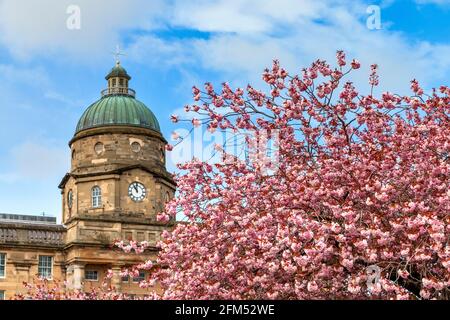 DR GRAUT KRANKENHAUS ELGIN MORAY SCHOTTLAND FRÜHLING MIT ROSA KIRSCHE BLOSSOM PRUNUS SERRULATA VOR DER KUPPEL MIT EINEM UHR Stockfoto