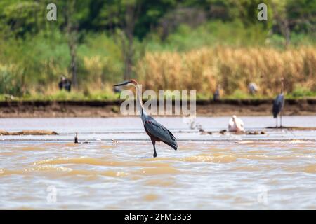 Jagd auf Reiher in seichtem Wasser, Ardea Goliath, Lake Chamo, Äthiopien, Afrika Stockfoto