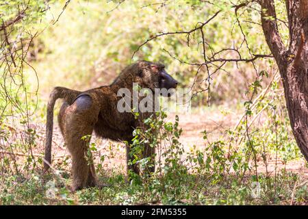 Chacma Pavian, papio ursinus, verletzte Alpha-Männchen nach einem Kampf um ein Weibchen. Chacma ist ein starker und großer afrikanischer Affe. Chamo See, Äthiopien Afrika wild Stockfoto