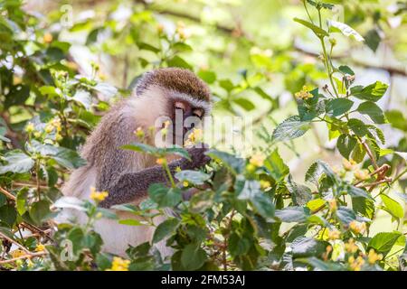 Niedliche Fütterung Vervet Affen in Lake Chamo Nationalpark, Arba Minch, Äthiopien Tierwelt Stockfoto