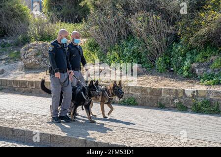 Jaffa, Israel - 31. März 2021: Zwei Polizeihunde und ihre Handler patrouillieren in den Straßen des alten Jaffa auf potenzielle Sicherheitsbedrohungen und tragen Schutze Stockfoto