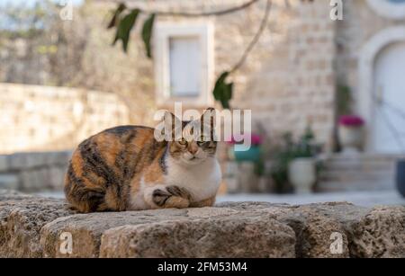 Eine dreifarbige Katze mit grünen Augen, die auf einem Steinzaun eines alten Steinhauses sitzt, typisch für das alte Jaffa, Israel. Stockfoto