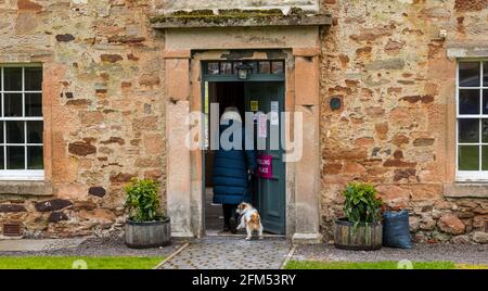 East Lothian, Schottland, Großbritannien, 6. Mai 2021. Schottische Wahlen: Eine der Wahllokale des Landkreises, wenn das schottische Volk an die Wahlen geht. Im Bild: Eine Wählerin und ihr Hund, die das Rathaus von Tyninghame betraten, verwandelten sich in einen Wahlplatz Stockfoto