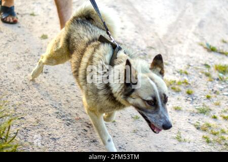 Unschärfe-Nahaufnahme Jagdhund West siberian Laika, eine verwandte Rasse von Husky, an der Leine gehen auf Bewegung. Aktive Hunde Spiele. Nördliche Schlittenhunde Rassen Stockfoto