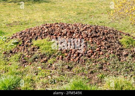 Kompost Haufen mit alten Äpfeln von einem Wiesengarten Stockfoto