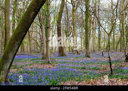 Bluebells in einem Wald auf den North Downs Surrey Hills In der Nähe von Dorking England Stockfoto