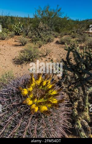 Fishhook Barrel Cactus, Ferocactus wislizeni, im Saguaro National Park, Tucson Mountain District, Arizona, USA Stockfoto