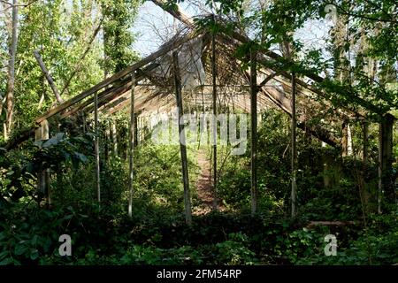 Der versteckte Garten im Bishops Knoll Bristol, Teil des Woodland Trust. Lange verlassene Gewächshaus. Stockfoto