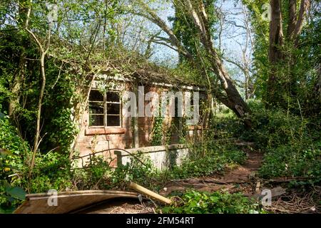 Der versteckte Garten im Bishops Knoll Bristol, Teil des Woodland Trust. Lange verlassene Gewächshaus. Stockfoto