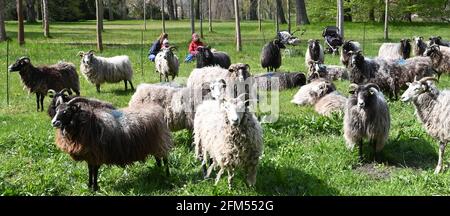 Potsdam, Deutschland. Mai 2021. Schafe weiden im Sanssouci Park. Zur Unterstützung von Gartendenkmal und Landschaftsschutz leisten die Tiere einen Beitrag zum Naturschutz. Quelle: Bernd Settnik/dpa/dpa-Zentralbild/dpa/Alamy Live News Stockfoto