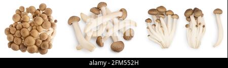 Braune Buchenpilze oder Shimeji-Pilz isoliert auf weißem Hintergrund. Set oder Collection. Stockfoto