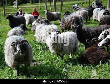 Potsdam, Deutschland. Mai 2021. Schafe weiden im Sanssouci Park. Zur Unterstützung von Gartendenkmal und Landschaftsschutz leisten die Tiere einen Beitrag zum Naturschutz. Quelle: Bernd Settnik/dpa/dpa-Zentralbild/dpa/Alamy Live News Stockfoto