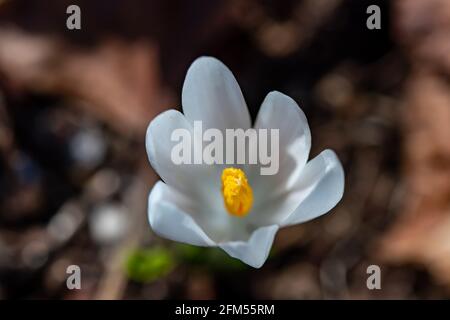 Weiße Crocus-Pflanze in ihrer ganzen Schönheit Stockfoto