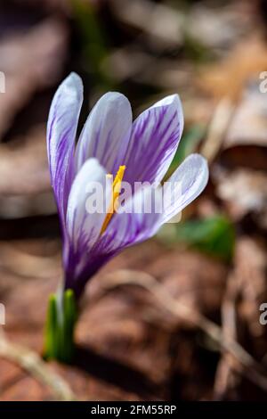 Weiße Krokuspflanze im Wald, Makro Stockfoto