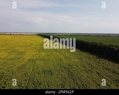 Bäume in der Nähe eines Feldes von Sonnenblumen, Luftaufnahme. Der Himmel über den Feldern der Farm ist klar. Stockfoto