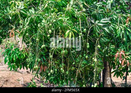 Frische grüne Mango, die an Ästen hängt, Früchte wachsen an einem Mango-Baum an Ästen und Sonnenstrahlen. Stockfoto