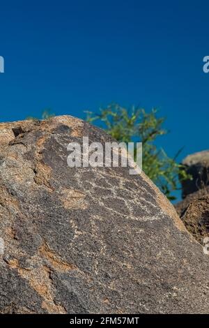 Petroglyphen am Signal Hill, von Hohokam-Leuten von 450 bis 1450 u.Z., Saguaro National Park, Tucson Mountain District, Arizona, USA Stockfoto