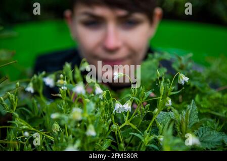 London, Großbritannien. 6 Mai 2021. Das Herzstück sind sechs ‘plantscapes', die kontrastierende Landschaften in ganz Großbritannien darstellen. Jede Landschaft - Sanddüne; Moorland; Sumpf und Wiese; Hecken (im Bild); Wald; Und Urban - wird durch die vorrangigen Lebensräume des Vereinigten Königreichs im Aktionsplan zur biologischen Vielfalt inspiriert. Entworfen von Vaughn Bell, einem Künstler aus Seattle, wurde jedes von Kews Team von Gartenbauexperten entworfen. Kredit: Guy Bell/Alamy Live Nachrichten Stockfoto