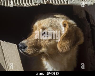 Porträt eines traurigen Straßenhundes in einer Kiste Stockfoto