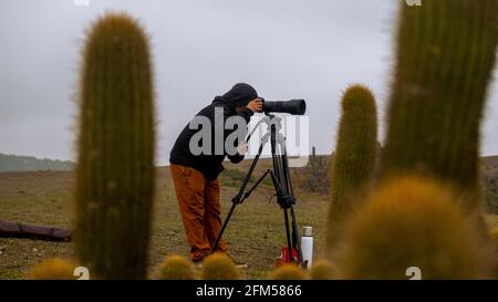 Surf-Fotograf in Aktion, gesehen durch einen chilenischen Kaktus, an einem kalten und bewölkten Tag in Chile Stockfoto