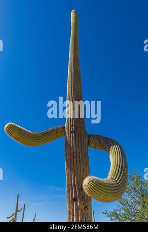 Saguaro, Carnegiea gigantea, im Saguaro National Park, Tucson Mountain District, Arizona, USA Stockfoto