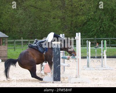 Ein Lorbeer weigert sich, einen Schausprung zu springen, was den Reiter dazu veranschlägt, sich im Sattel nach vorne zu schwingen. Stockfoto