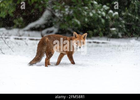 Ein urbaner Fuchs mit seinem dicken Wintermantel, der in einem Schneesturm gefangen ist Stockfoto