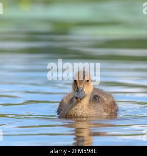 Eurasischer Wirr (Anas penelope) schwimmend in einem Teich Stockfoto