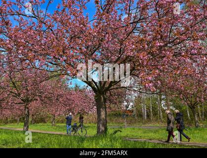 06. Mai 2021, Brandenburg, Teltow: Passanten wandern entlang der Kirschblütenallee des japanischen Fernsehens Asahi auf dem ehemaligen Mauerstreifen an der Landesgrenze zwischen Brandenburg und Berlin. Die Kirschbäume wurden nach dem Mauerfall von japanischen Bürgern aus Freude über die Wiedervereinigung gespendet. Foto: Patrick Pleul/dpa-Zentralbild/ZB Stockfoto