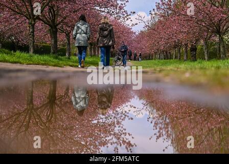 06. Mai 2021, Brandenburg, Teltow: Passanten wandern entlang der Kirschblütenallee des japanischen Fernsehens Asahi auf dem ehemaligen Mauerstreifen an der Landesgrenze zwischen Brandenburg und Berlin. Die Kirschbäume wurden nach dem Mauerfall von japanischen Bürgern aus Freude über die Wiedervereinigung gespendet. Foto: Patrick Pleul/dpa-Zentralbild/ZB Stockfoto