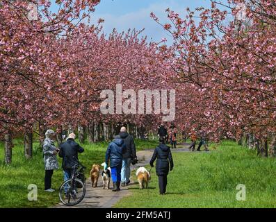 06. Mai 2021, Brandenburg, Teltow: Passanten wandern entlang der Kirschblütenallee des japanischen Fernsehens Asahi auf dem ehemaligen Mauerstreifen an der Landesgrenze zwischen Brandenburg und Berlin. Die Kirschbäume wurden nach dem Mauerfall von japanischen Bürgern aus Freude über die Wiedervereinigung gespendet. Foto: Patrick Pleul/dpa-Zentralbild/ZB Stockfoto