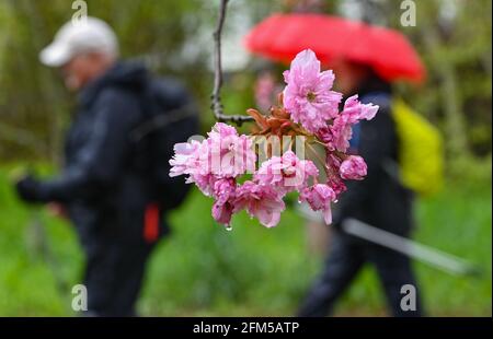 06. Mai 2021, Brandenburg, Teltow: Nach einem kurzen Regenschauer hängen Wassertropfen in den Blüten der Kirschblütenallee des japanischen Fernsehens Asahi auf dem ehemaligen Mauerstreifen an der Grenze zwischen Brandenburg und Berlin. Die Kirschbäume wurden nach dem Mauerfall von japanischen Bürgern aus Freude über die Wiedervereinigung gespendet. Foto: Patrick Pleul/dpa-Zentralbild/ZB Stockfoto