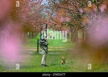 06. Mai 2021, Brandenburg, Teltow: Ein Mann mit Hund fotografiert die Kirschblütenallee des japanischen Fernsehens Asahi auf dem ehemaligen Mauerstreifen an der Landesgrenze zwischen Brandenburg und Berlin. Die Kirschbäume wurden nach dem Mauerfall von japanischen Bürgern aus Freude über die Wiedervereinigung gespendet. Foto: Patrick Pleul/dpa-Zentralbild/ZB Stockfoto