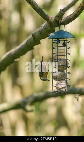 Nuthatch (Sitta europaea) füttert Fettbälle aus dem Futterhäuschen Woolhope Herefordshire, Großbritannien. Mai 2021. Stockfoto