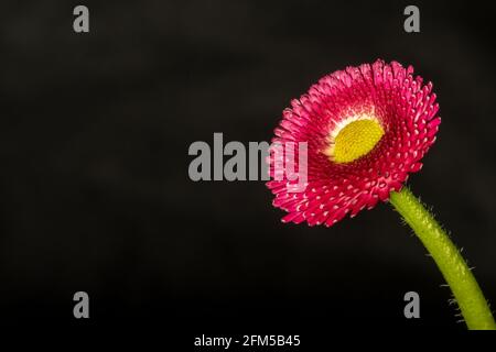 Rosa Blume schwarzer Hintergrund Stockfoto