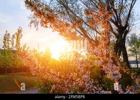 Schöner landschaftlicher Blick auf blühende Kirschbaumblüten in einem grünen Obstgarten vor warmen Abendsonnenstrahlen bei Sonnenuntergang. Natur Frühling Stockfoto